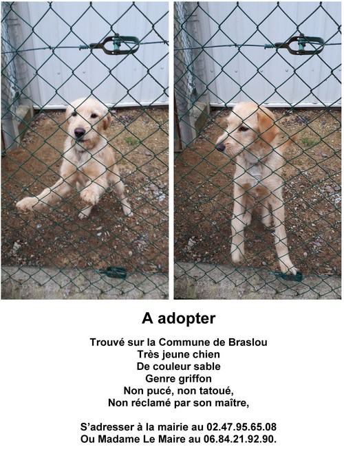 Affiche chien a adopter mairie Braslou05022020 500
